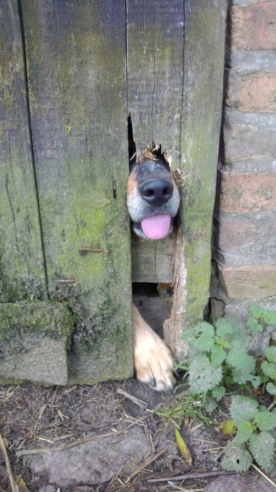 Door animal hole