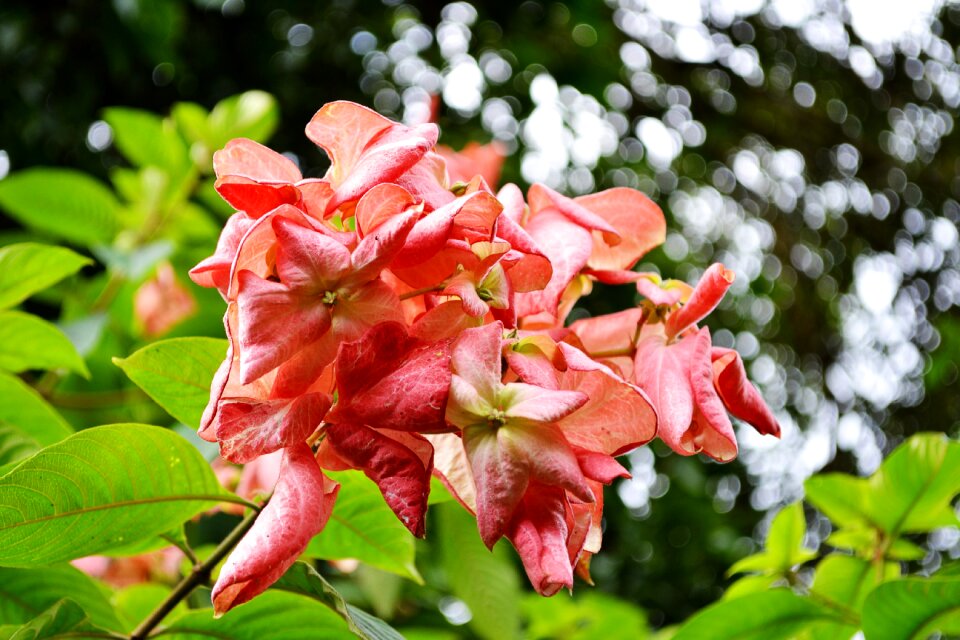 Blossom blossoms nature