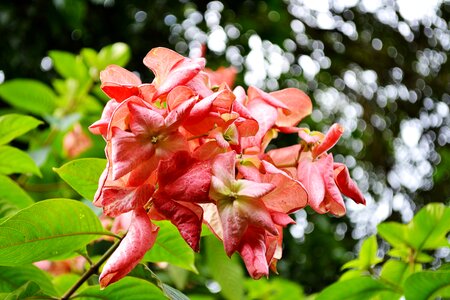 Blossom blossoms nature