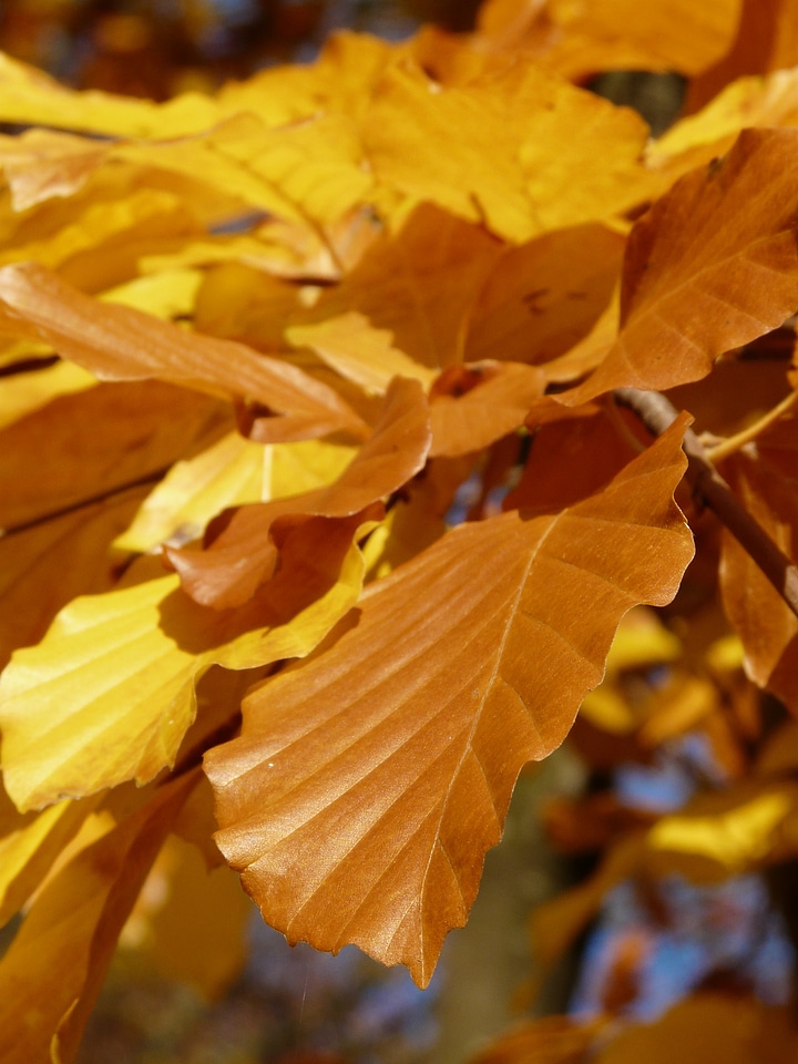 Deciduous tree golden autumn golden october