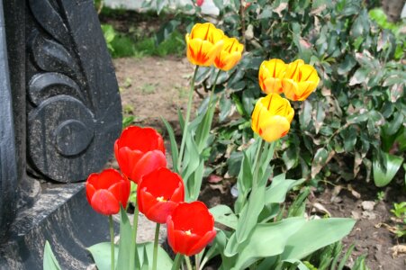 Tulips red yellow photo