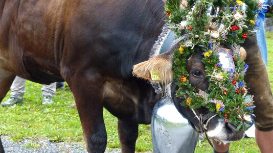 Viehscheid cow headdress