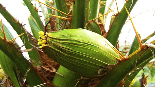 Bloom palm flower long spines