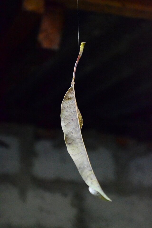 Leaf float sri lanka