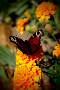 Color beauty flower