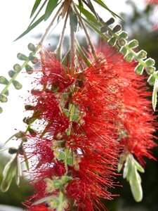 Spring flowering red orange photo