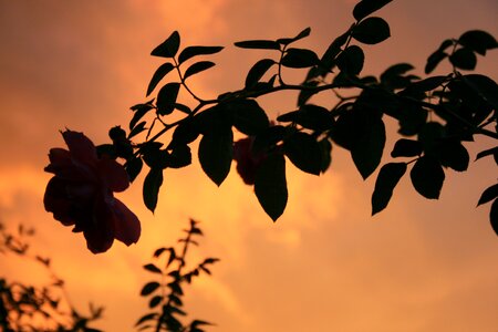 Stormy clouds golden glow light photo