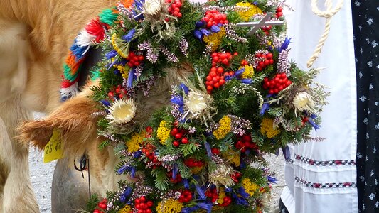 Viehscheid cow headdress