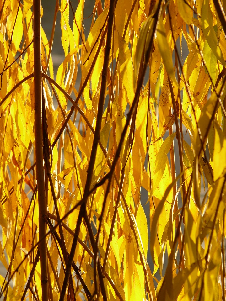 Salix alba pasture sali