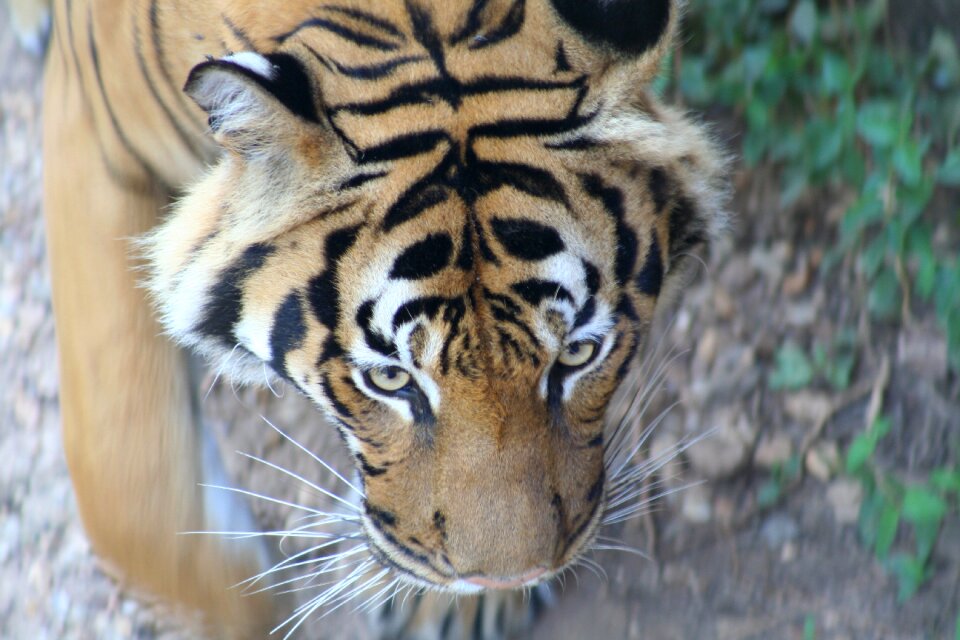 Stripes roar africa