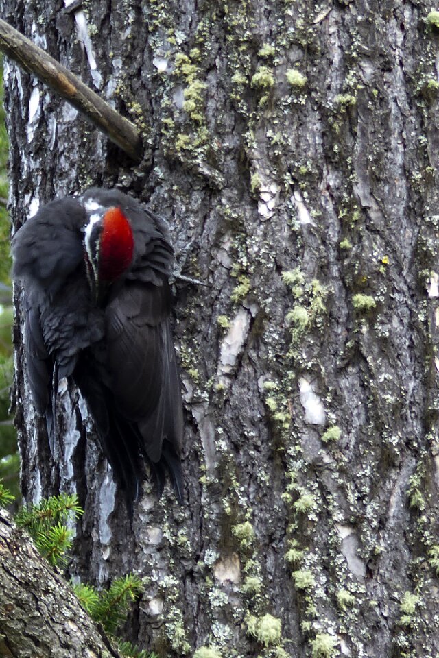Animal nature bird