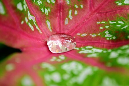 Leaf water on leaf clear photo