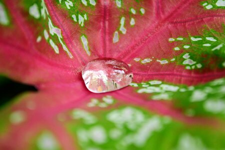 Leaf water on leaf clear