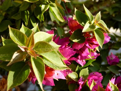 Pink flower red purple flowers
