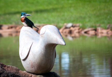 Bird stone sculpture garden