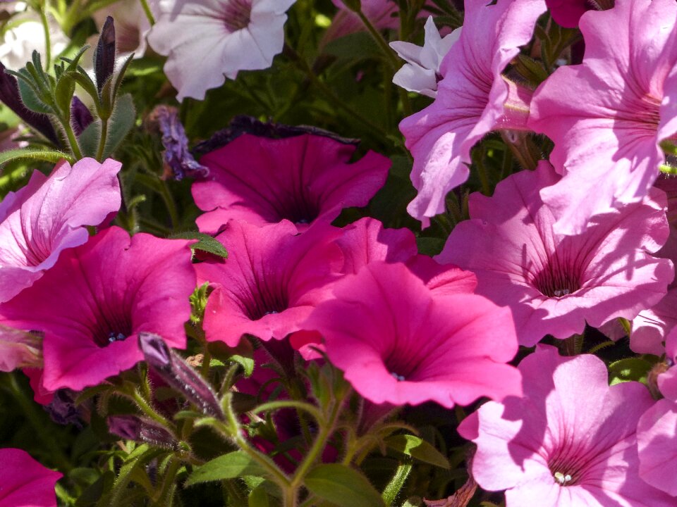 Purple white hanging