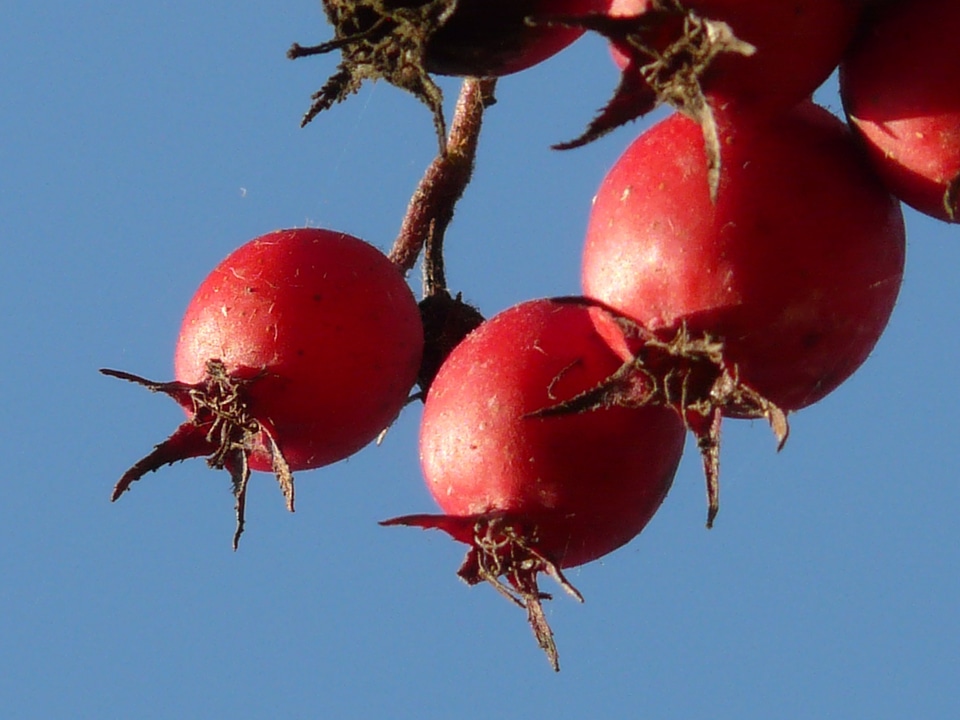 Tree berry red leather leaf weißdorn