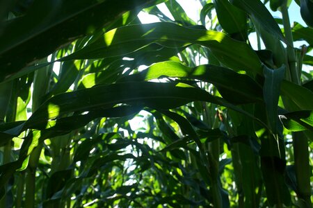 Field foliage agriculture photo