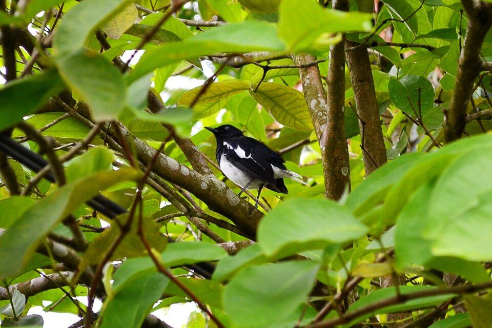 Wild life sri lanka ceylon