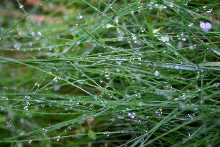 Grass green drop of water