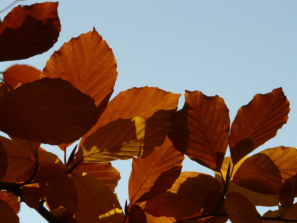 Deciduous tree golden autumn golden october