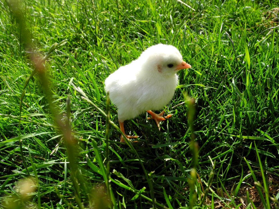 Chickens bird chicken photo