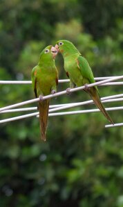 Plumage nature fauna