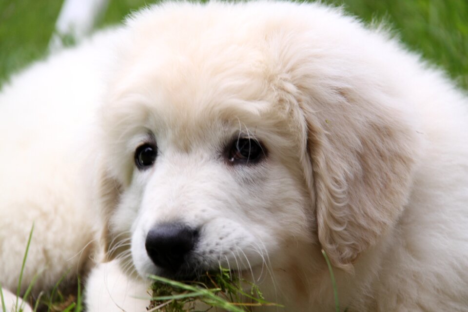 White berger play