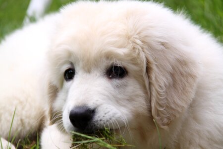 White berger play