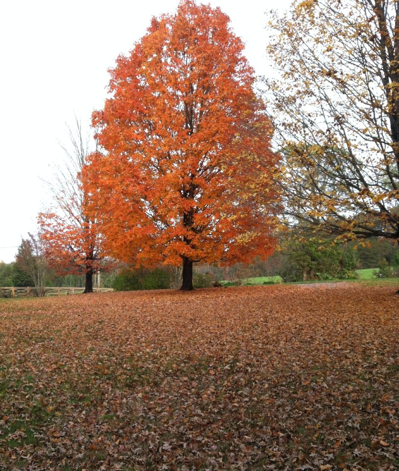 Orange maple tree orange leaves