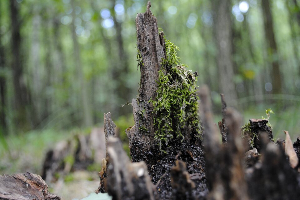 Forest tree forests
