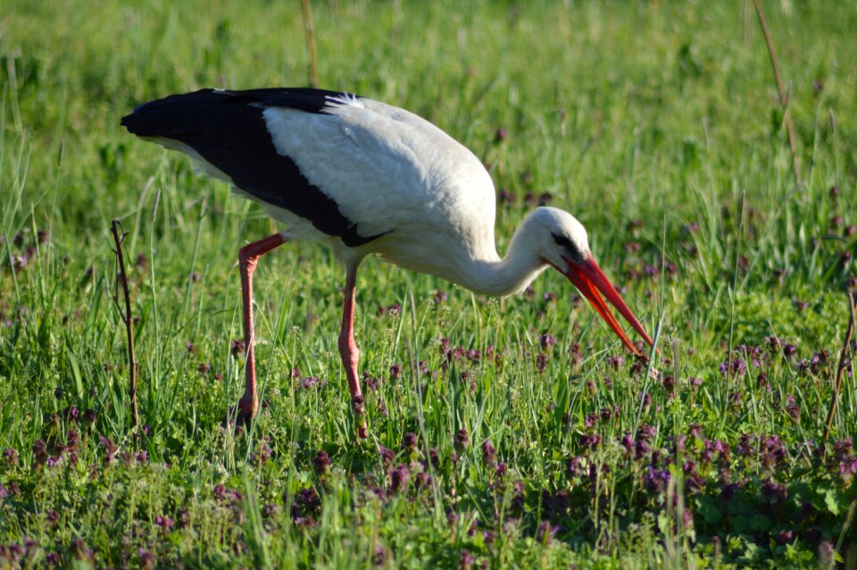Stork meadow animal