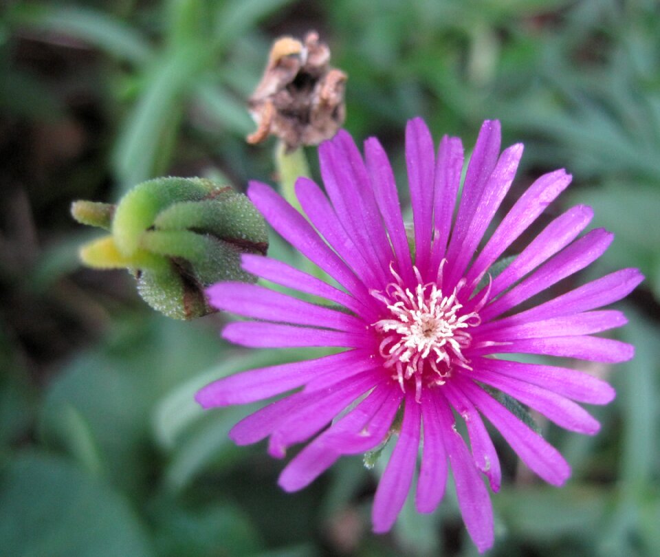 Dainty deep pink bright