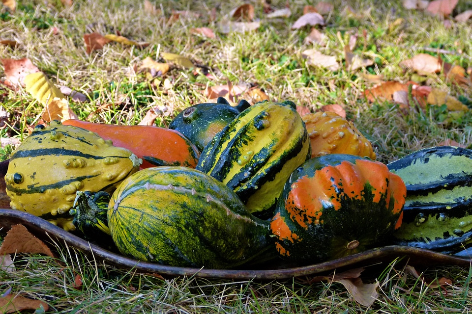 Autumn plants nature