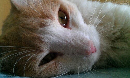 Animals pet cat's eyes
