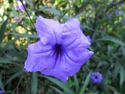 Garden plant blue