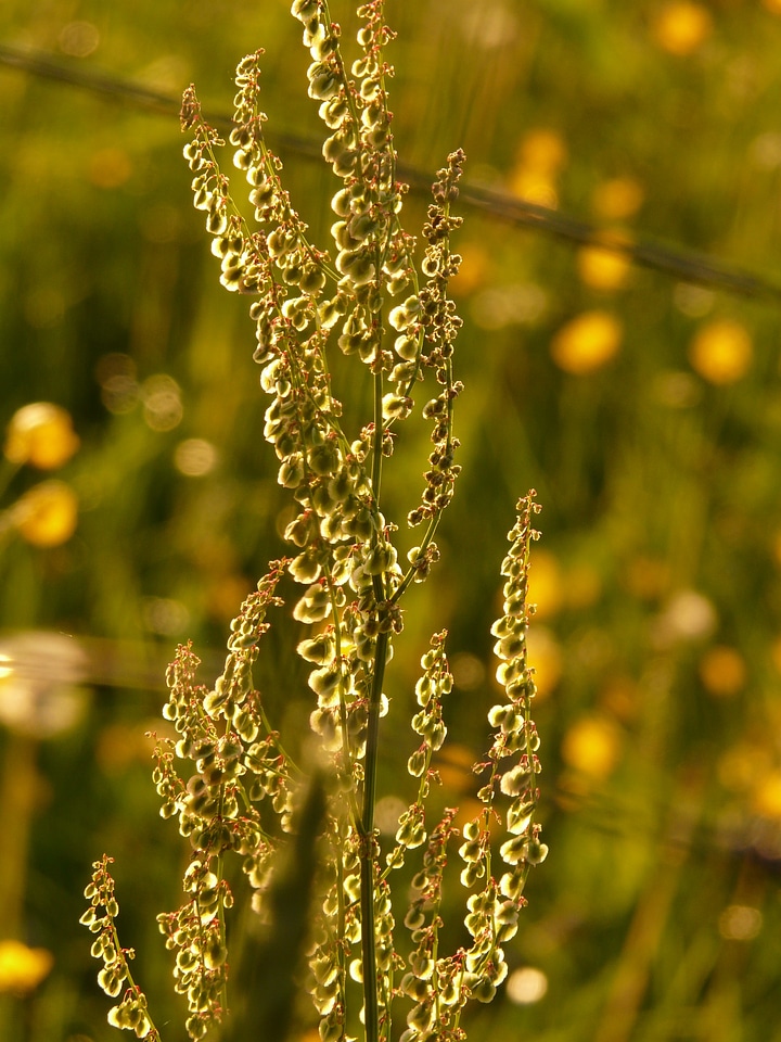 Backlighting rumex acetosa large sauerampfer
