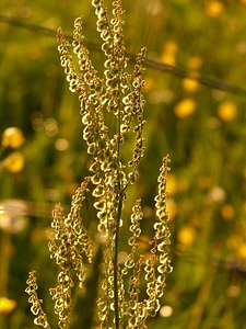 Backlighting rumex acetosa large sauerampfer