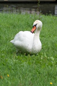 White water bird animal world