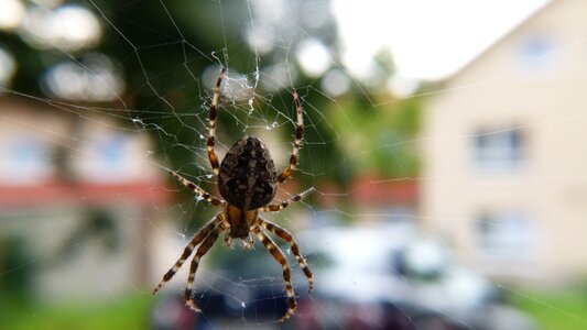 Spider tiger spider close up