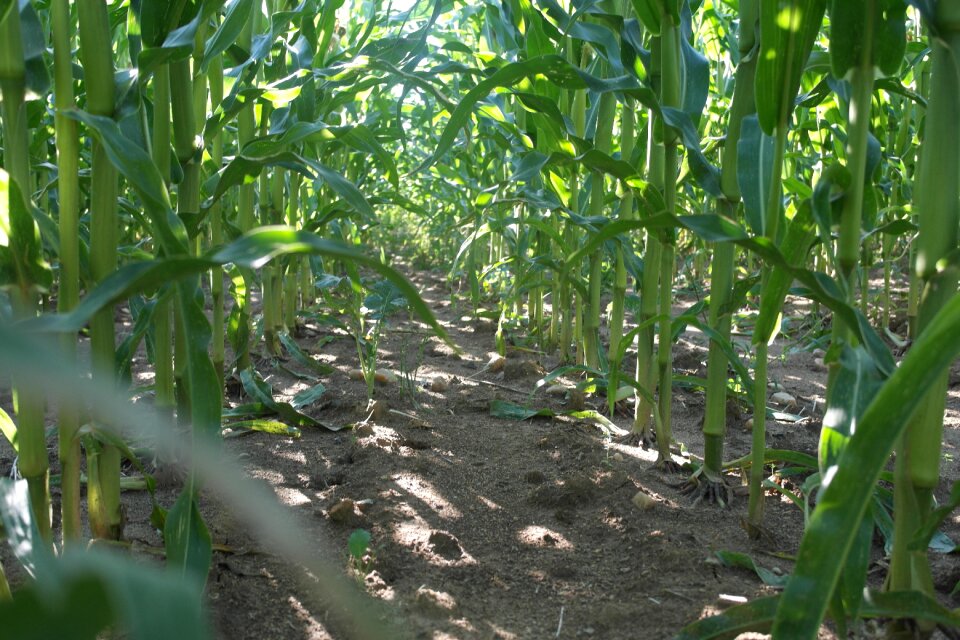 Path grain agriculture