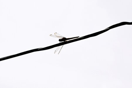 Fly wire sky
