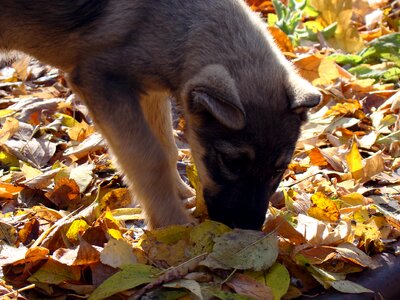 Yellow sniffing looking for