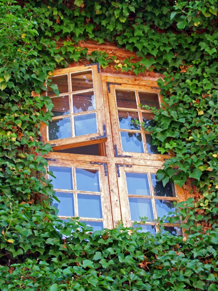 Ivy green wood