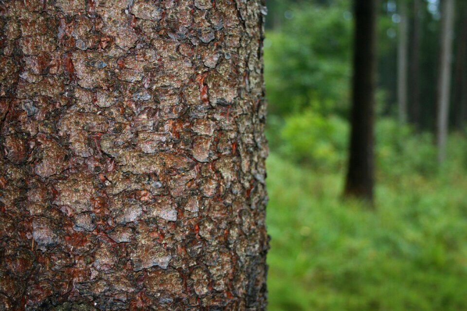 Bark nature forest