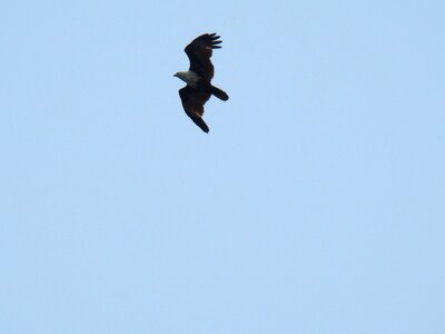 Birds sky blue sky