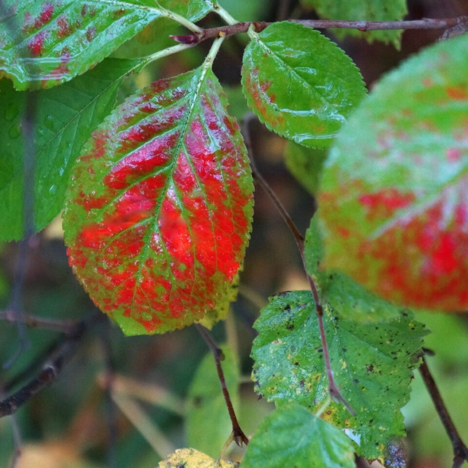 Colorful leaf red green