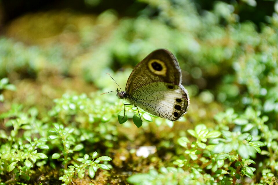 Cute animal close-up