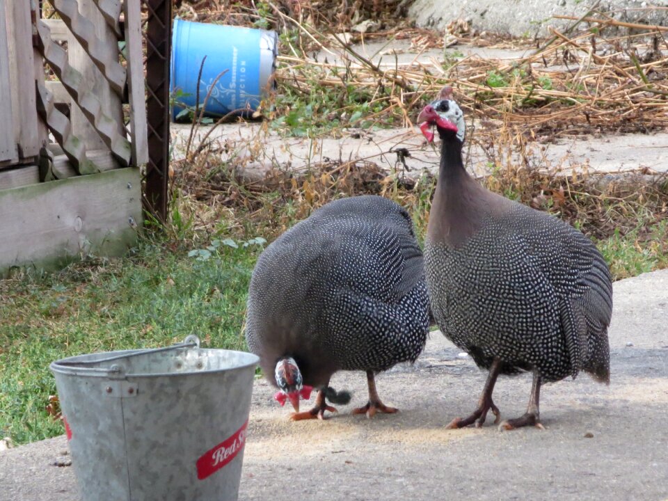 Wild animal chicken nature