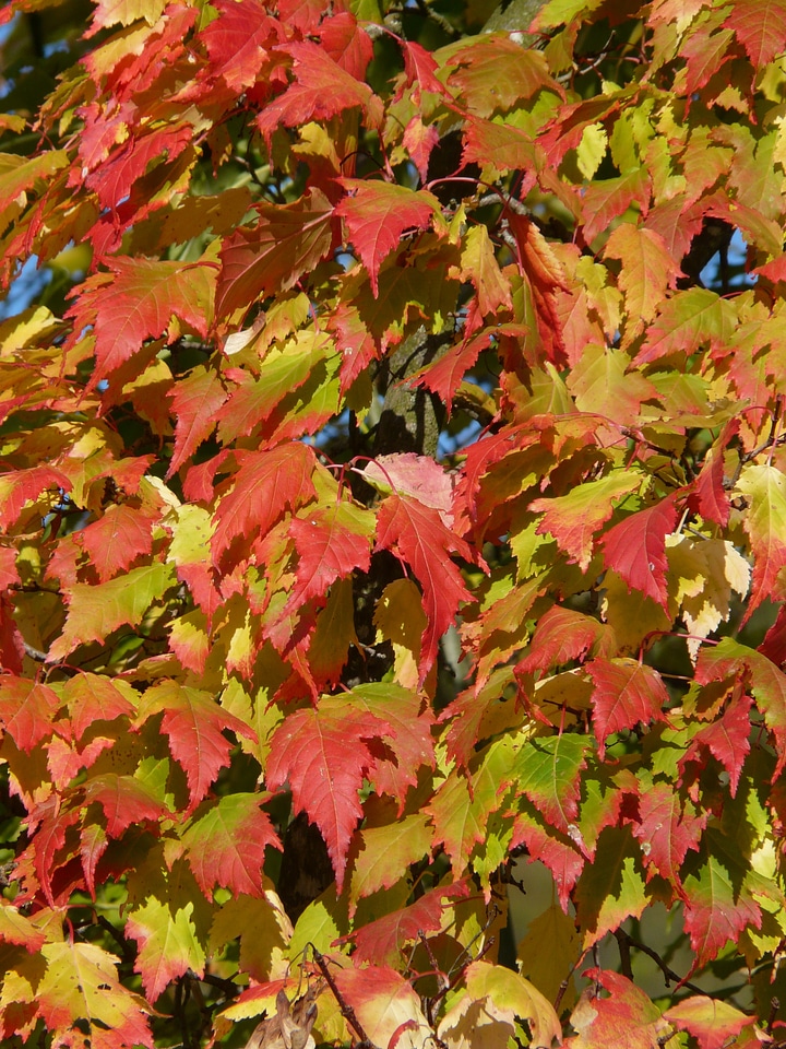 Deciduous tree golden autumn golden october